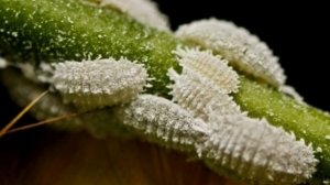 Как избавиться от мучнистого червеца?