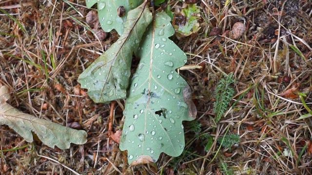 Mads Bremer Rasmussen - Før Stevns 18/19 смотреть онлайн