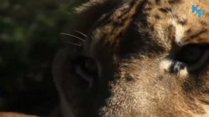 Лигр - самая огромная кошка в мире. Гибрид самца Льва и самки Тигра. Лигр в деле.