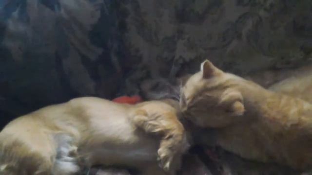 кошка моет собаку смотреть онлайн