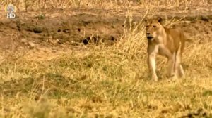 Львы жестокая битва за территорию,охота на буйволов