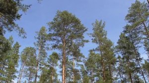 Помощь ДНК в восстановлении зрения на правый глаз Настрои академика Сытина Г.Н.