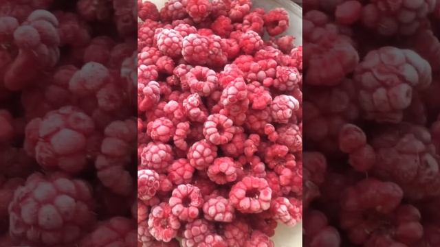 Заморозка МАЛИНЫ на ЗИМУ .без шума и пыли смотреть онлайн