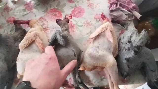 Ухейилюй тушка смотреть онлайн