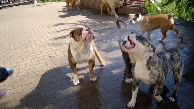Hohensteins Old English Bulldog смотреть онлайн