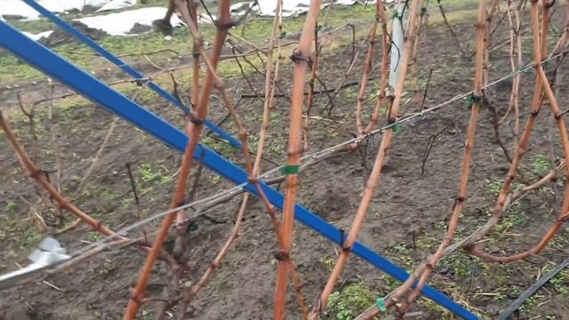 Виноградная шпалера. Основные требования к установке. смотреть онлайн