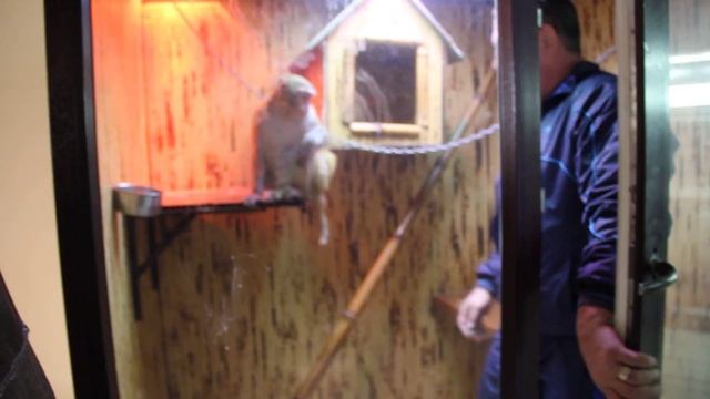 Макака Резус обиделась)) смотреть онлайн