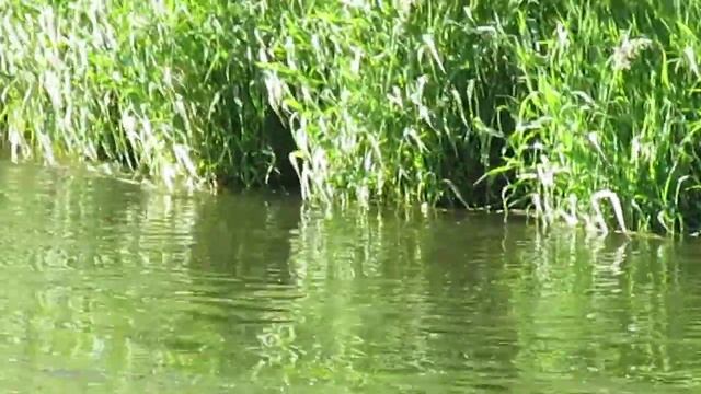 бобёр vs ондатры смотреть онлайн