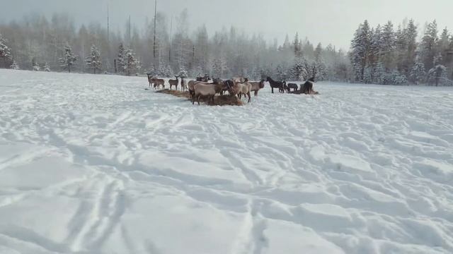 Маралы Невонка смотреть онлайн