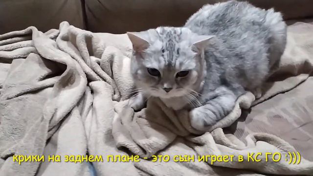 Кот массажист смотреть онлайн