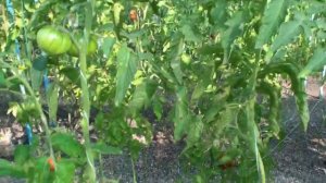 "Бараны".  Сорта помидоров. Выращивание помидоров. Огород. Сад. Томаты.