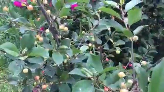 Ранняя вишня в моем саду. смотреть онлайн