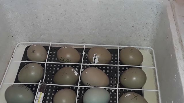 Фазаны и фазанята. Румынские фазаны, охотничьи фазаны. смотреть онлайн