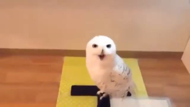 Смех совы!)) смотреть онлайн