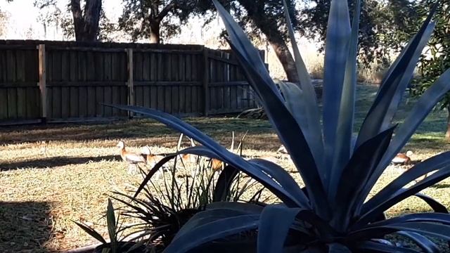 Утка на Рождество. 7 января 2020 г. смотреть онлайн