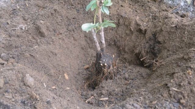 Что делать с пионами в августе? Обрезка, деление, посадка