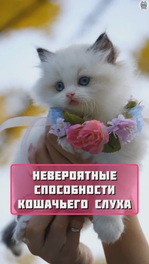 Невероятные способности кошачьего слуха / интересный факт