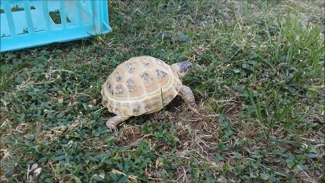 Уход за сухопутной черепахой. Гуляем на даче. Часть 2. смотреть онлайн