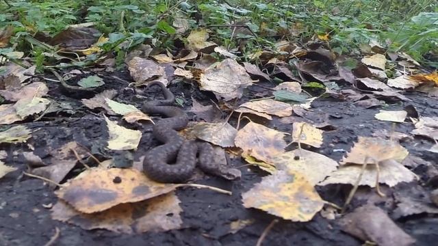 Как выглядит змея гадюка (snake Viper). смотреть онлайн