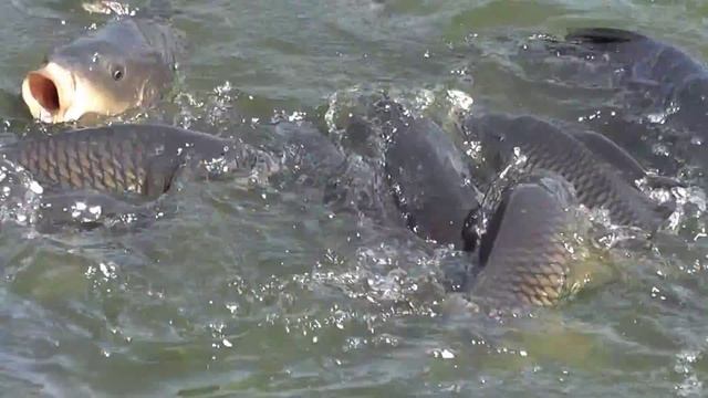 Рыбалка в центре Москвы смотреть онлайн