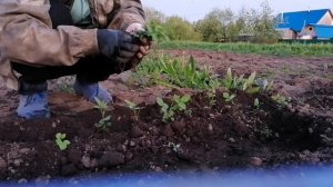 Дела огородные!  Часть вторая). Шиповник из семян! ???