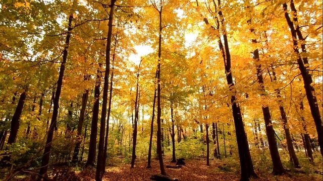 Осень / Листопад / Красивые виды смотреть онлайн