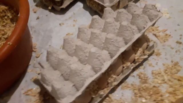 Упаковка куриное инкуб, посылка почтой. куры Мини мясные палевые Загорские лососевые Бресс Гальцы смотреть онлайн