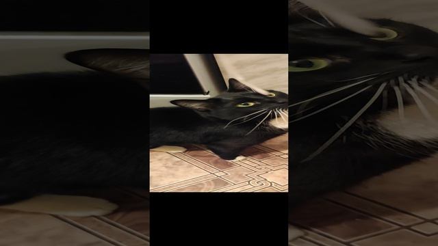 Закружилась кошка. Дай ленточку! смотреть онлайн