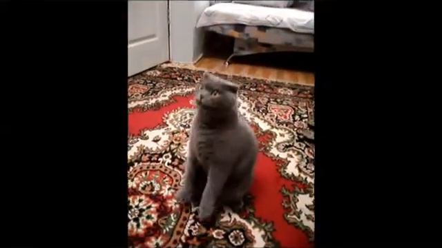 Кот зажигает под ламбаду смотреть онлайн