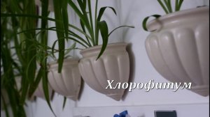Мои комнатные растения в интерьере - более 70 шт:)