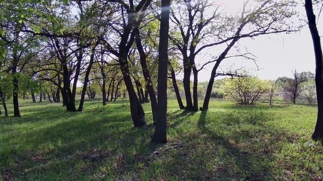 Цветущий весенний лес в 4К 60фпс. Зеленые дубы. Весенняя листва. Футаж. Релакс. смотреть онлайн