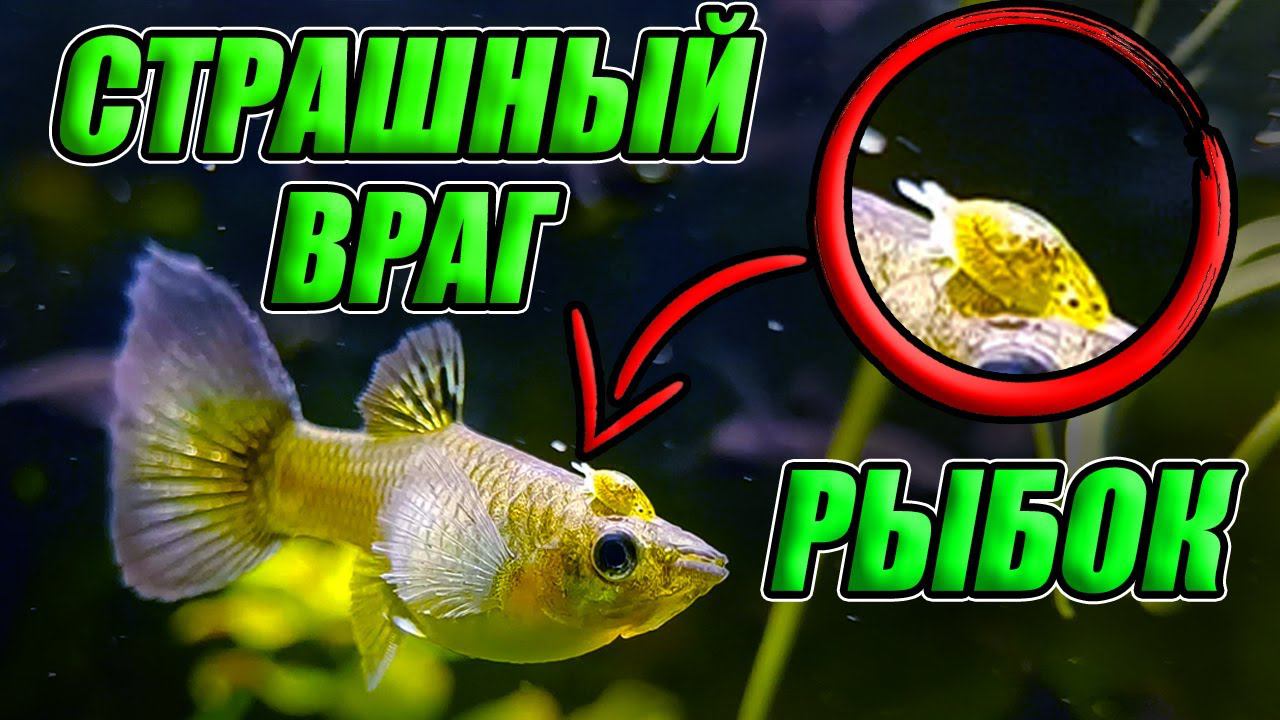 ГЛАВНЫЙ ВРАГ всех аквариумных рыбок! смотреть онлайн