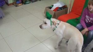 Прокат новогодних костюмов