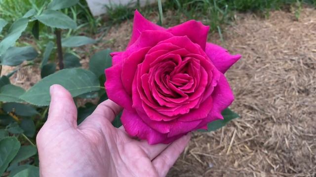 Квітує дуже запашна і яскрава красуня троянда Домен Дітьєр (Domaine Dittiere) смотреть онлайн