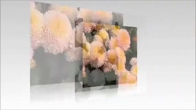 Осенний Бал Хризантем Хризантема - Царица Осени. смотреть онлайн