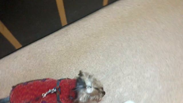 🐶 «ЙОРКШИРСКИЙ ТЕРЬЕР АЙСИ ИДЁТ ГУЛЯТЬ В НОВОМ КОСТЮМЧИКЕ»🐶На прогулке, что-то пошло не так.