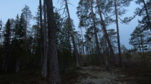 глухариный ток,охота на глухаря, подошел на 10 метров.