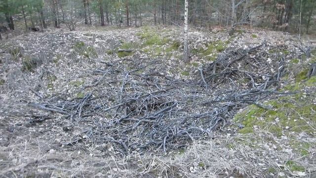 Радиосвязь на КВ из леса. Антенна OCF (Виндом) / TRX SW2010. EW8OO Весна 2021г. смотреть онлайн