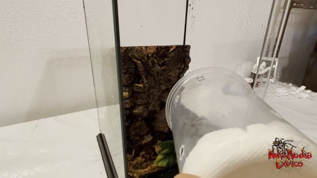 Poecilotheria Vittata 
