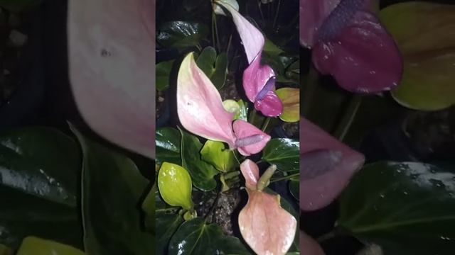 Beautiful Anthurium смотреть онлайн