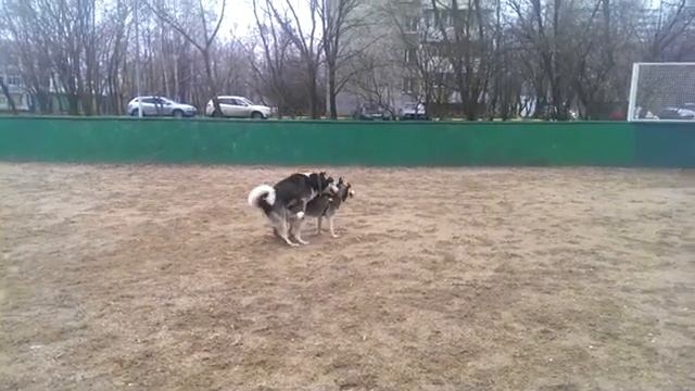 Хаски делают трахи-трахи смотреть онлайн
