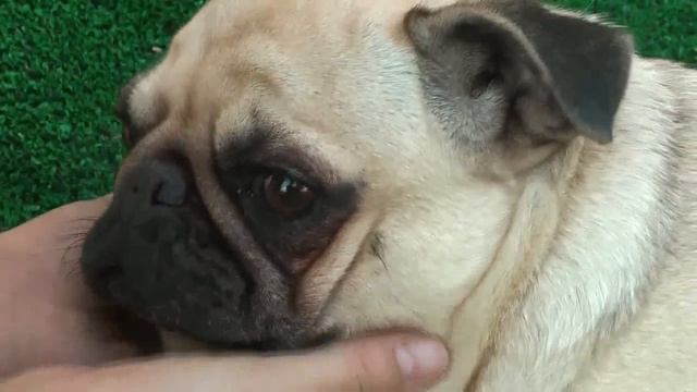 Carlino 1/3 смотреть онлайн