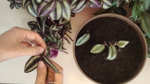 Как распушить традесканцию. Как вырастить пышную традесканцию. Традесканция. Правильный уход