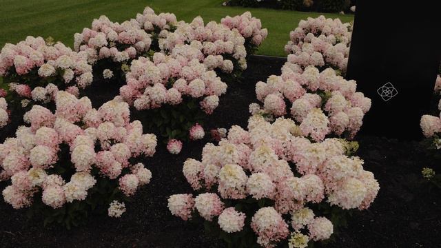 Hydrangea Paniculata Living Little Rosy®