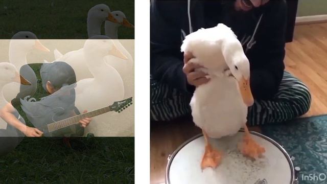 Drumming duck plus AC/DC = Thunderduck | Утка-барабанщик | Duck Rock смотреть онлайн