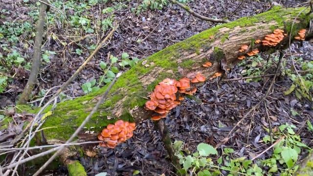 Зимние опята 17 ноября 2023 года смотреть онлайн