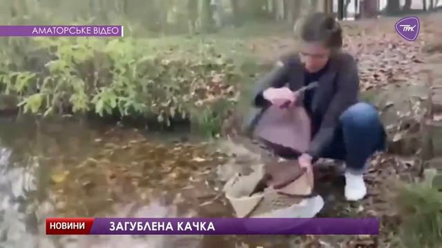 Павлоградка врятувала качку гагару смотреть онлайн