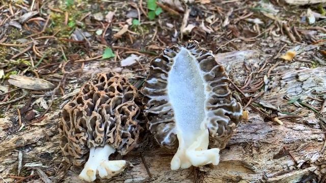 Unser Pilzjahr 2019 | Graue Speisemorchel, Morchella vulgaris | morel mushrooms 2019 смотреть онлайн