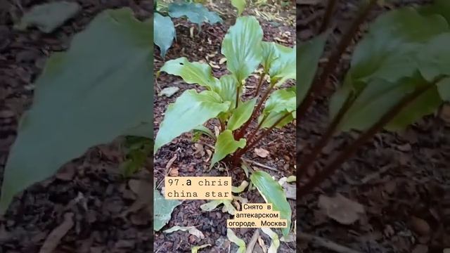 97 а. сhris china star хоста #хоста #hosta смотреть онлайн