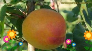 Персик обыкновенный Инка. Краткий обзор, описание характеристик prunus persica Inka